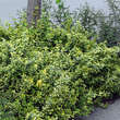 Euonymus fortunei 'Emerald'n Gold': Bild 3/3
