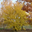 Acer buergerianum: Bild 6/6
