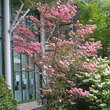 Cornus florida rubra: Bild 9/9