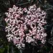 Sambucus nigra 'Black Lace': Bild 3/8