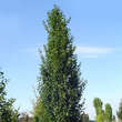Carpinus betulus 'Lucas': Bild 2/5