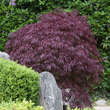 Acer palmatum 'Tamukeyama': Bild 2/2
