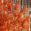 Acer palmatum 'Shishigashira': Bild 7/10