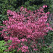 Euonymus alatus 'Compactus': Bild 6/9