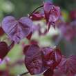 Cercis canadensis 'Forest Pansy': Bild 4/7