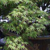 Acer palmatum - Japanischer Fächerahorn