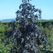 Liquidambar styracifl. 'Worplesdon': Bild 5/6