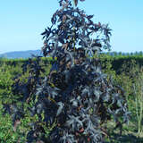 Liquidambar styraciflua 'Worplesdon' - Amberbaum