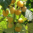 Rubus idaeus 'Golden Everest': Bild 3/3