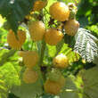 Rubus idaeus 'Golden Everest': Bild 2/3