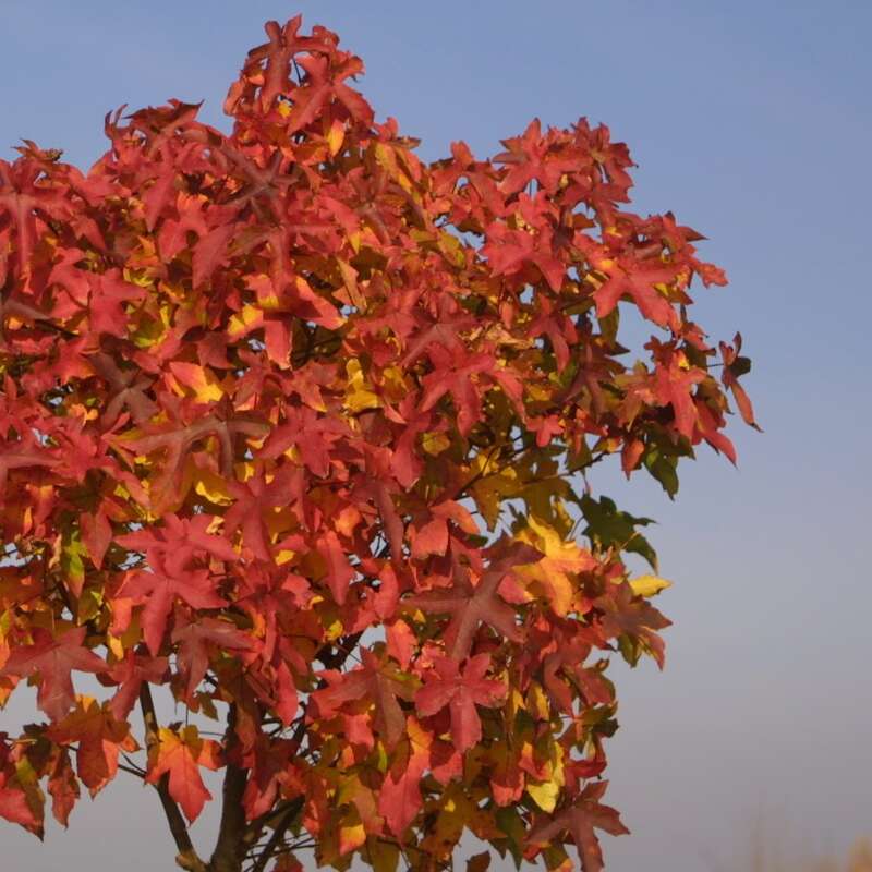 KugelAmberbaum Liquidambar styraciflua 'Gum Ball'