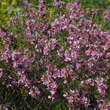 Prunus tenella 'Kati': Bild 4/5