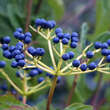 Viburnum dentatum: Bild 3/4