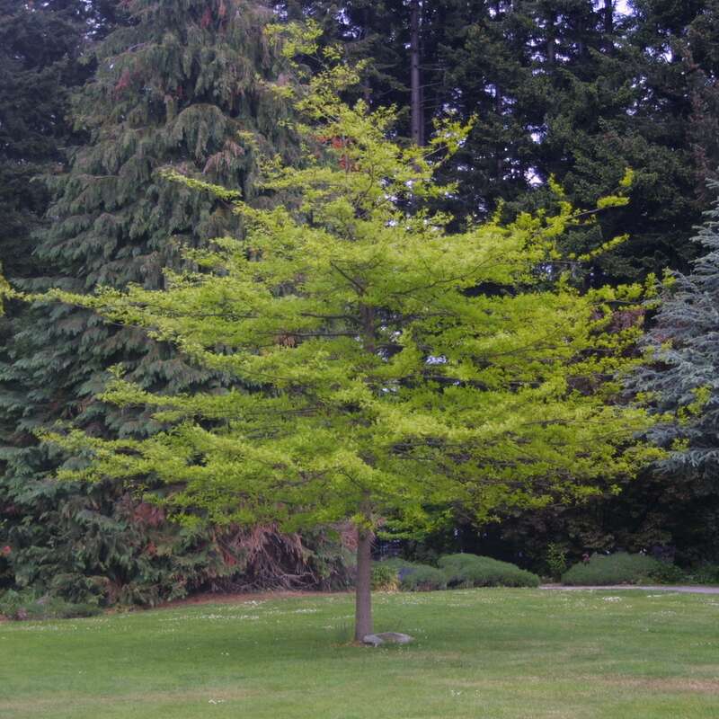 Sumpfeiche Quercus palustris