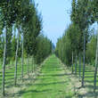 Carpinus betulus 'Frans Fontaine': Bild 3/4