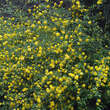 Kerria japonica 'Pleniflora': Bild 4/4