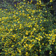 Kerria japonica 'Pleniflora': Bild 4/4