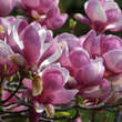 Magnolia soulangeana 'Lennei': Bild 3/6