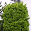 Gleditsia triac. 'Elegantissima': Bild 4/6