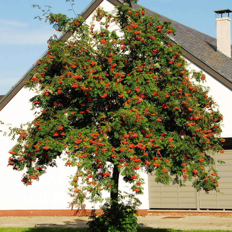 Gemeine Eberesche, Vogelbeere Sorbus aucuparia weiß