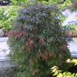 Acer palmatum 'Orangeola' H 80+: Bild 6/6