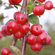 Malus 'Crittenden': Bild 6/6