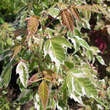 Acer negundo 'Flamingo': Bild 2/5