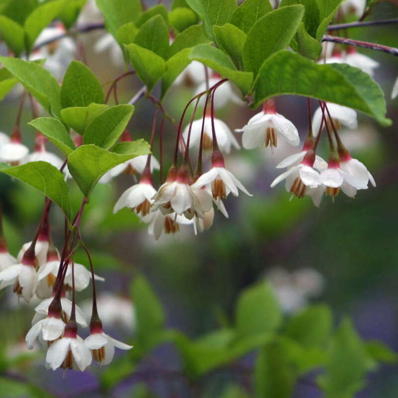 Storaxbaum Styrax japonicus weiß