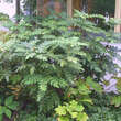 Mahonia media 'Winter Sun': Bild 4/5
