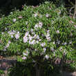 Malus 'Pom zai': Bild 5/7