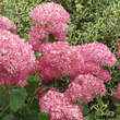 Hydrangea arbor. 'Pink Annabelle': Bild 2/6
