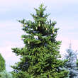 Picea polita: Bild 6/9