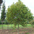 Platanus hispanica 'Alphens Globe': Bild 1/3
