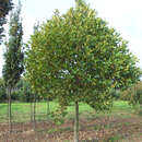 Platanus hispanica 'Alphens Globe' - Kugelplatane