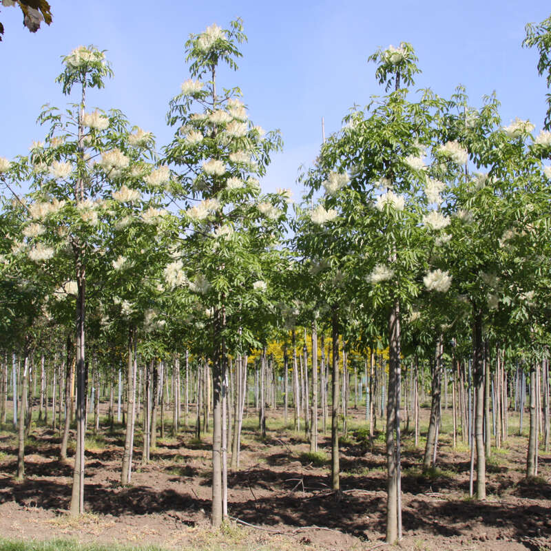 Rote Donaunuss Baum Kaufen Rote Donaunuss Baum Kaufen