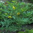 Paeonia lutea: Bild 2/3