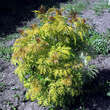 Sambucus racemosa 'Sutherland Gold': Bild 4/4