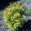 Sambucus racemosa 'Sutherland Gold': Bild 4/4