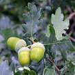 Quercus robur: Bild 2/8