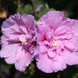 Hibiscus syriacus 'Lavender Chiffon': Bild 2/3