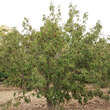 Cornus mas 'Jolico': Bild 9/10