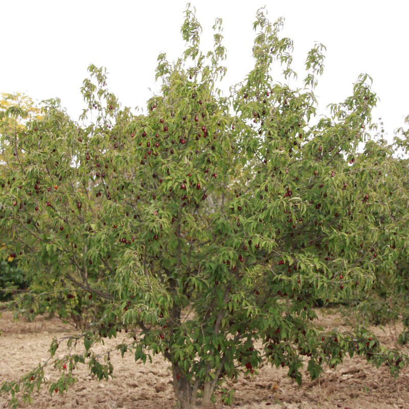 frucht dirndlstrauch cornus mas jolico