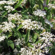 Viburnum 'Huron': Bild 3/6