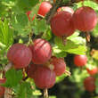 Ribes uva-crispa 'Hinnonmäki Rot': Bild 2/4
