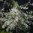 Prunus eminens 'Gloriette': Bild 3/4