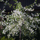 Prunus eminens 'Gloriette' - Hänge-Steppenkirsche