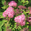 Spiraea japonica 'Ruberrima': Bild 2/4