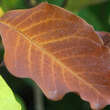 Magnolia cylindrica: Bild 5/6