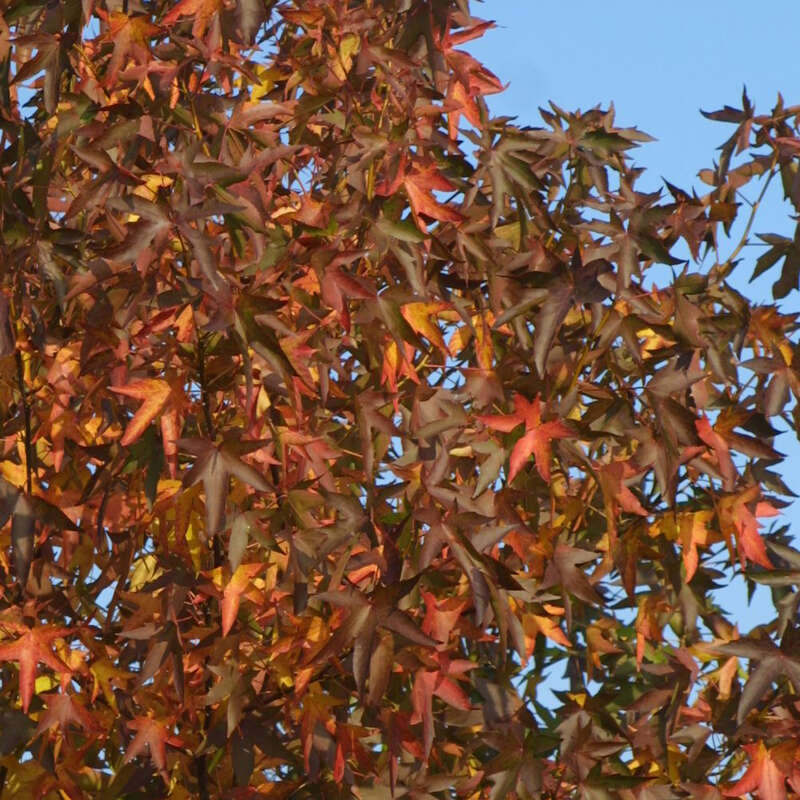 Amberbaum Liquidambar styraciflua