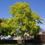 Robinia pseudoacacia 'Frisia' - Goldakazie